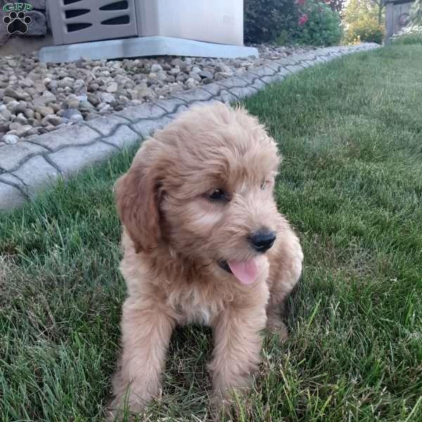 Molly, Mini Goldendoodle Puppy